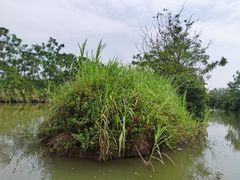 -大湾区中央湿地公园