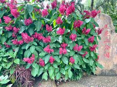 -莲花山公园