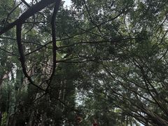 -海南热带野生动植物园