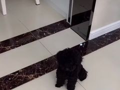 -安安宠医·安宠宠物医院