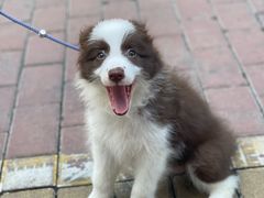 -万博宠物医院·手术·诊疗(未央凤城五路店)