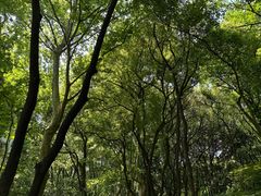 -杭州半山国家森林公园