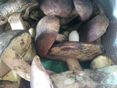 见手青-洱海渔家饭庄