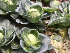 -万源龙顺度假庄园生态观光园