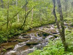 -五营红松林海景区