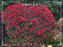 -杭州植物园