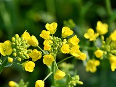 -昆山城市生态森林公园