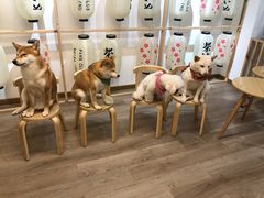 -柴迷FANS CLUB·柴犬狗咖·猫咖