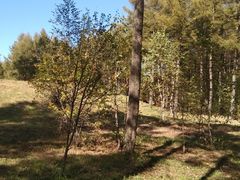 -塞罕坝国家级自然保护区