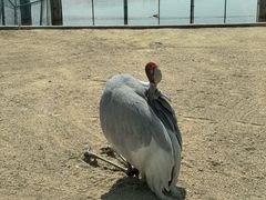 -盐城丹顶鹤湿地生态旅游区