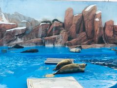 -上海海昌海洋公园