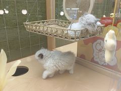 -帕帕拉兹宠物(亚洲旗舰店)