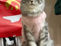 -艾吉宠物医院·疑难杂症转诊中心·猫友好(碧江路院)