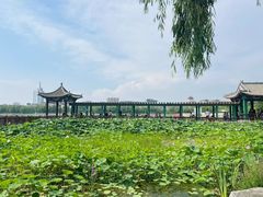 -莲花池公园