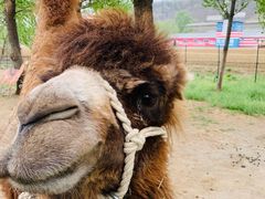 -大连铭湖国际观光牧场