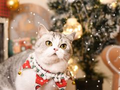 -读宠于你·约克夏比熊·睫角守宫·爬宠售卖(高新店)