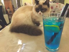 这只喵在我身上睡了一个小时-猫色咖啡·猫咖