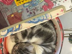 -平行世界·猫咖(首经贸店)