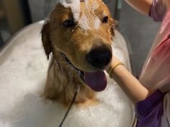 -PETKIT小佩宠物·低压洗护(国顺东路店)