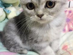 -东方名猫馆·英短金渐层布偶猫舍(环线广场1号楼店)