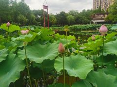 -陈家山荷花公园