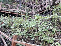 -大岭沟猕猴桃谷风景区