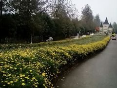 -紫颐香薰山谷景区