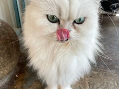 -喵屿·大理花园猫咖