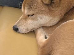 -柴の食堂·日式家庭料理·熊之肆(大学路店)