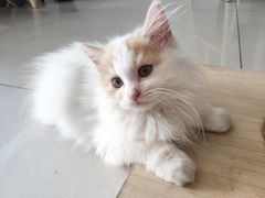 -平行世界·猫咖(首经贸店)