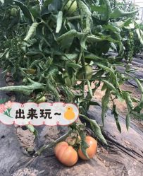 点击看大图 -麦粒鸟亲子游
