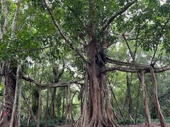 -中国科学院西双版纳热带植物园