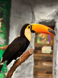 -Zoolung Zoolung动物主题公园(海信广场店)