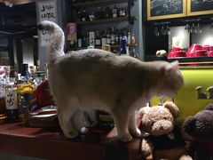 -咖法森林·咖啡  酒吧(天河店)