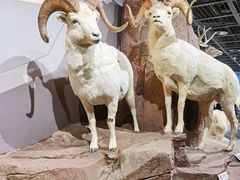 -陕西自然博物馆