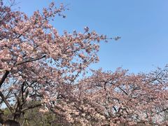 -顾村公园