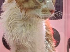 -钦宠·猫咪售卖·洗护·寄养(东圃旗舰店)