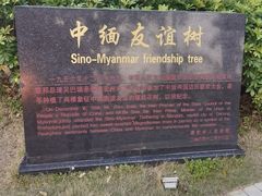 -中缅友谊树