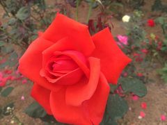 -松山湖梦幻百花洲