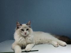 -喵的天空名猫咖啡馆·撸猫·猫舍·用品