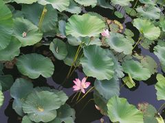 -长春市南湖公园