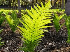 -永定河休闲森林公园