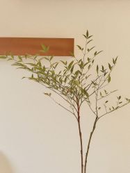 -FUMEIHUI·科技美肤·美体SPA