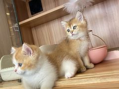 -钦宠·猫咪售卖·洗护·寄养(东圃旗舰店)