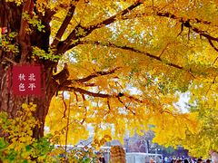 -北京石刻艺术博物馆(五塔寺)