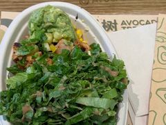 -油梨树AVOCADO TREE(望京店)