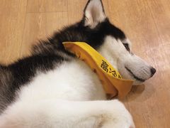 -Husky Go! 哈士奇体验馆·宠物咖啡厅狗咖