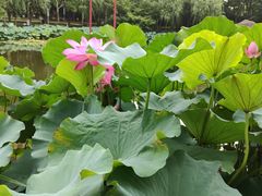 -陈家山荷花公园