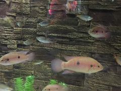 -洛阳龙门海洋馆
