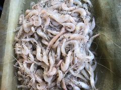 -芦潮港集贸市场